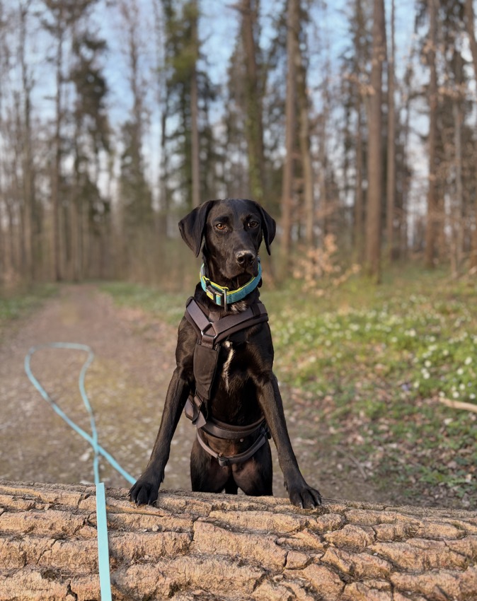 Hund im Wald